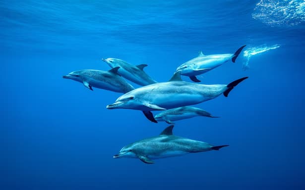 Dolphins Palacol